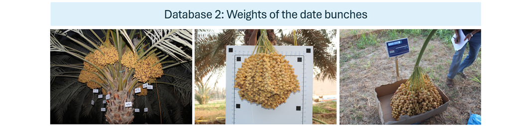 Dataset: Date Fruit Dataset for Automated Harvesting